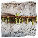 uva a passire | Montaretto