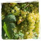 Vermentino Montaretto