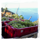 vendemmia sul mare